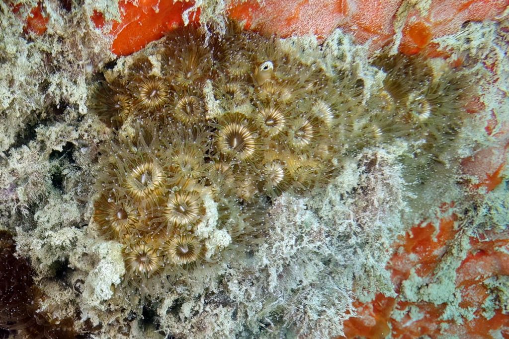 pu� essere Aiptasia couchii?